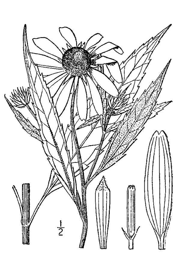 Sivun Helianthus grosseserratus M. Martens kuva