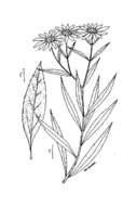 Sivun Helianthus grosseserratus M. Martens kuva