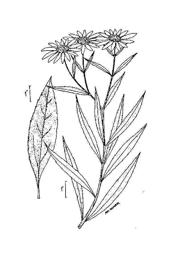 Sivun Helianthus grosseserratus M. Martens kuva