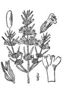 Image of rough false pennyroyal