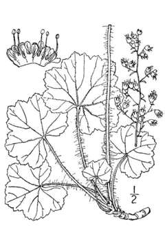 Image of American alumroot