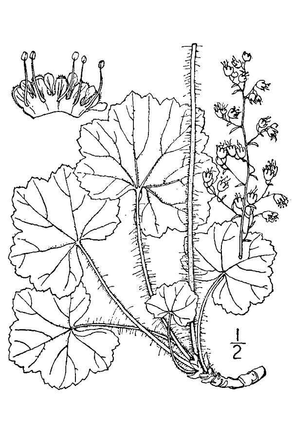 Sivun Heuchera americana var. hirsuticaulis (Wheelock) Rosend., Butters & Lakela kuva