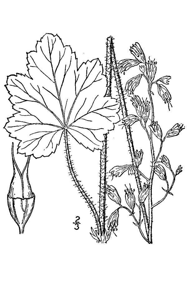 Sivun Heuchera americana var. hispida (Pursh) E. Wells kuva