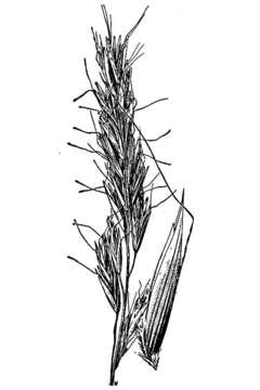 Image of spikeoat