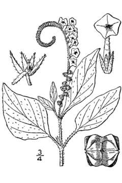 Image of Indian heliotrope