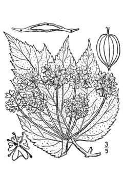 Imagem de Heracleum sphondylium subsp. montanum (Schleicher ex Gaudin) Briq.