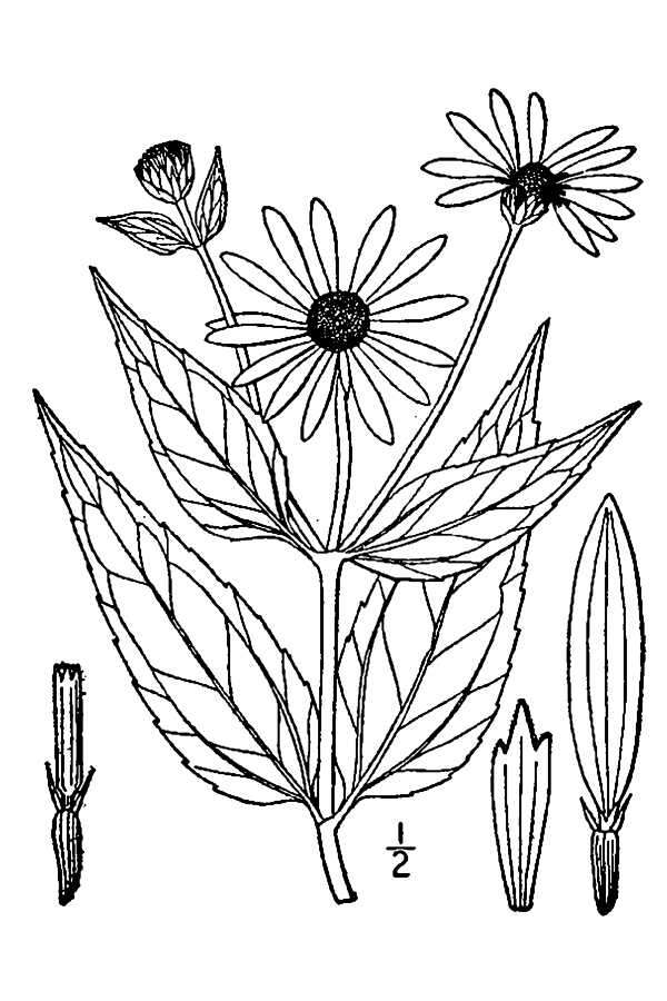 Image of stiff sunflower