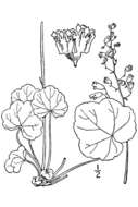 Image of longflower alumroot
