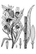 Image of Maximilian sunflower