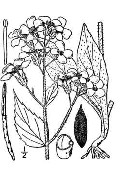 Слика од Hesperis matronalis L.