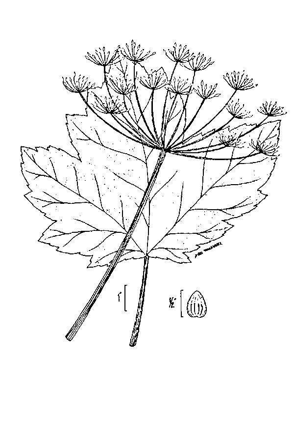 Image de Heracleum sphondylium subsp. montanum (Schleicher ex Gaudin) Briq.