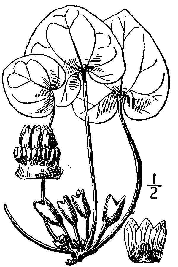 Image de Hexastylis virginica (L.) Small