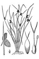 Image of Small-Flower Halfchaff Sedge