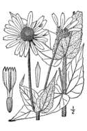 Image of ashy sunflower