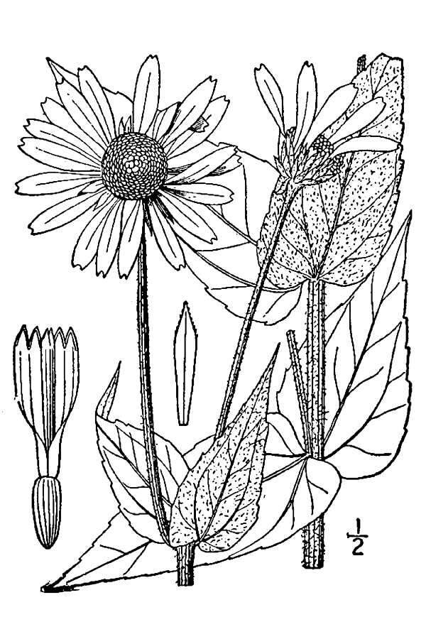 Image of ashy sunflower