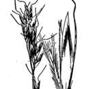 Image of Morton's alpine oatgrass