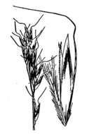Image of Morton's alpine oatgrass