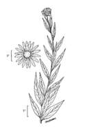 Image of Nuttall's sunflower