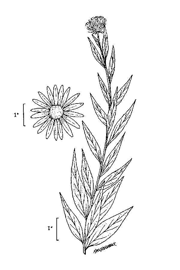 Image of Nuttall's sunflower