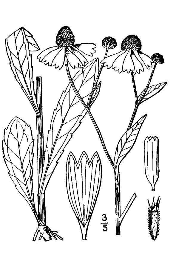 Image of purplehead sneezeweed