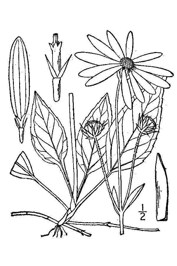 Image of fewleaf sunflower