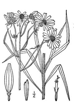 Image of willowleaf sunflower