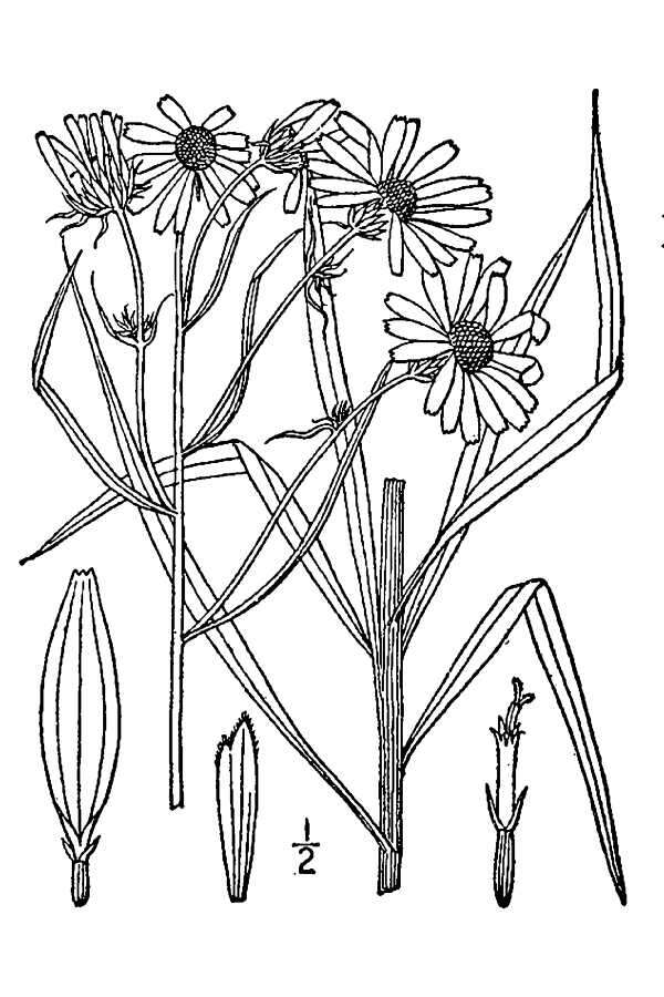 Plancia ëd Helianthus salicifolius A. Dietr.