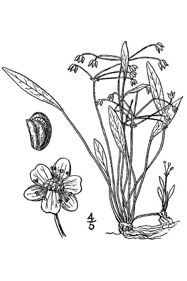 Image of Dwarf Burhead Pygmy Swordplant