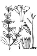 Image of American false pennyroyal