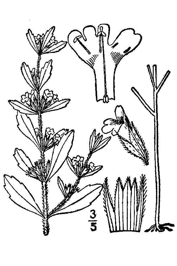 Image of American false pennyroyal