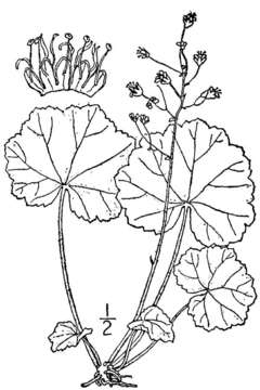 Image of littleflower alumroot