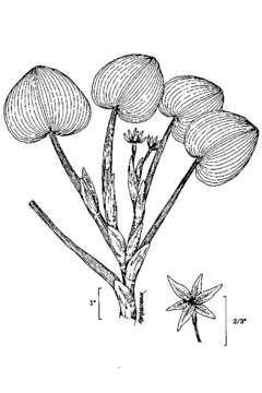 Image of kidneyleaf mudplantain