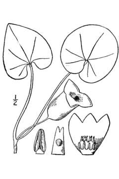 Image of largeflower heartleaf