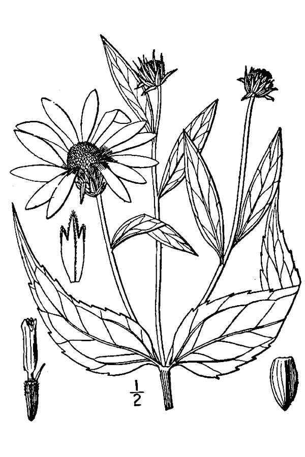 Image of Pale-Leaf Woodland Sunflower