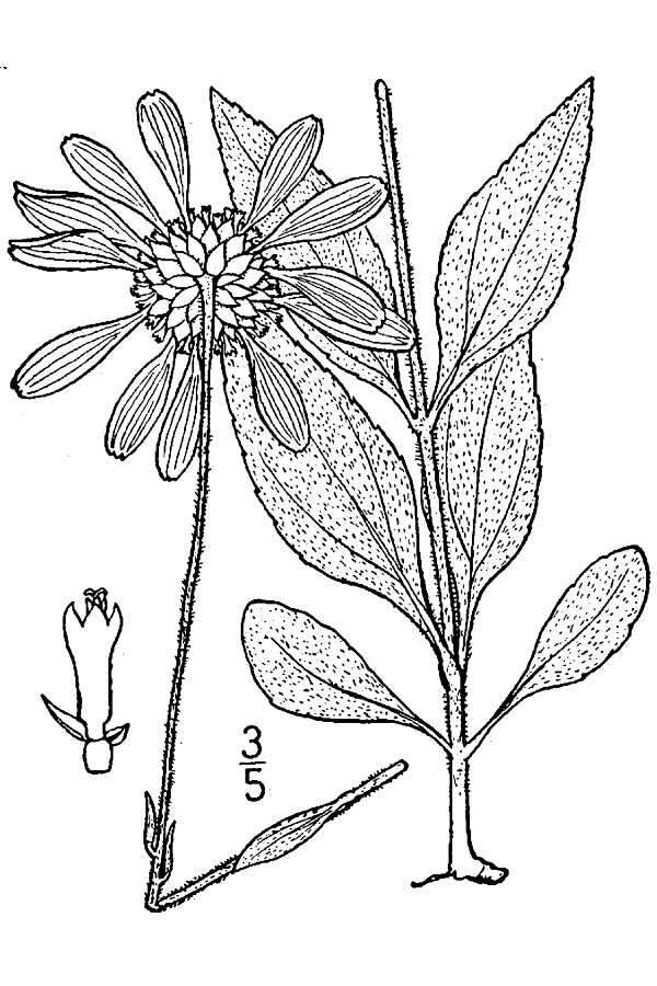 Image of stiff sunflower