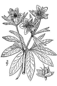 Image of Green Hellebore