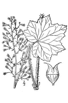 Image of hairy alumroot