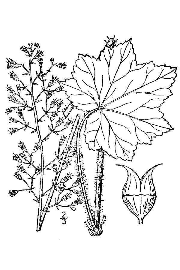 Image of hairy alumroot