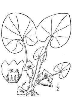 Image de Hexastylis virginica (L.) Small