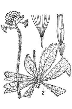 Imagem de Pilosella aurantiaca subsp. aurantiaca