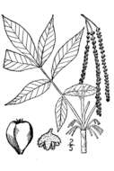 Image of pignut hickory