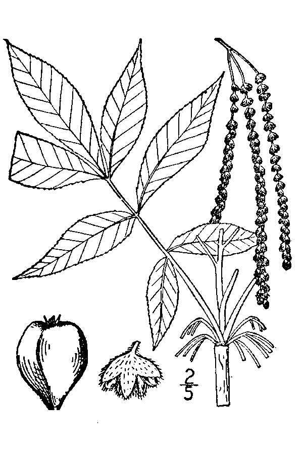 Image of pignut hickory