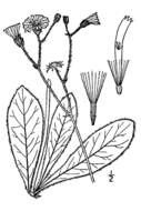 Sivun Hieracium greenii kuva