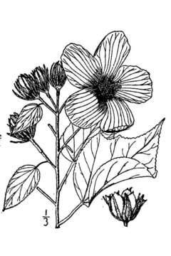 Image of rosemallow