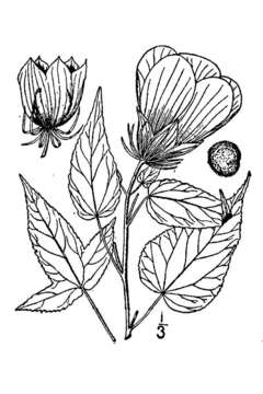 Image of halberdleaf rosemallow