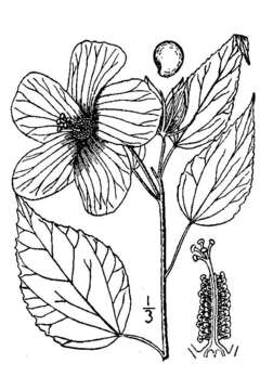 Image of crimsoneyed rosemallow