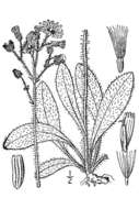 Sivun Pilosella caespitosa subsp. caespitosa kuva