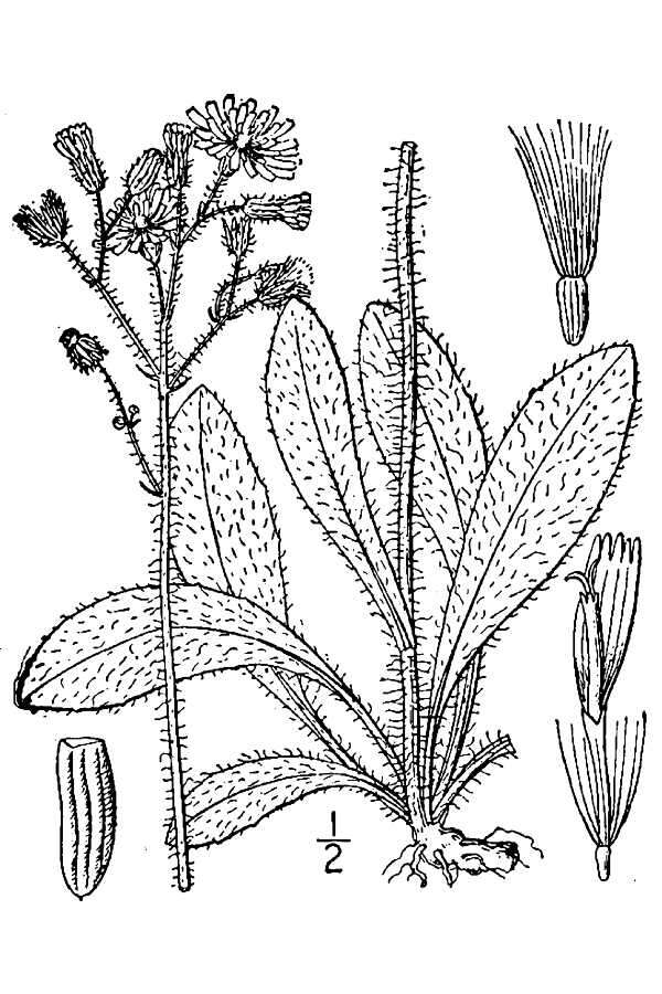 Sivun Pilosella caespitosa subsp. caespitosa kuva