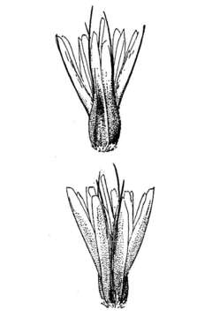 Слика од Hilaria swallenii Cory