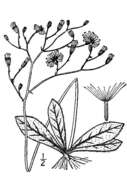 Image of rattlesnakeweed